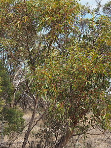 Eucalyptus socialis ssp. viridans pl Denzel Murfet Minlaton